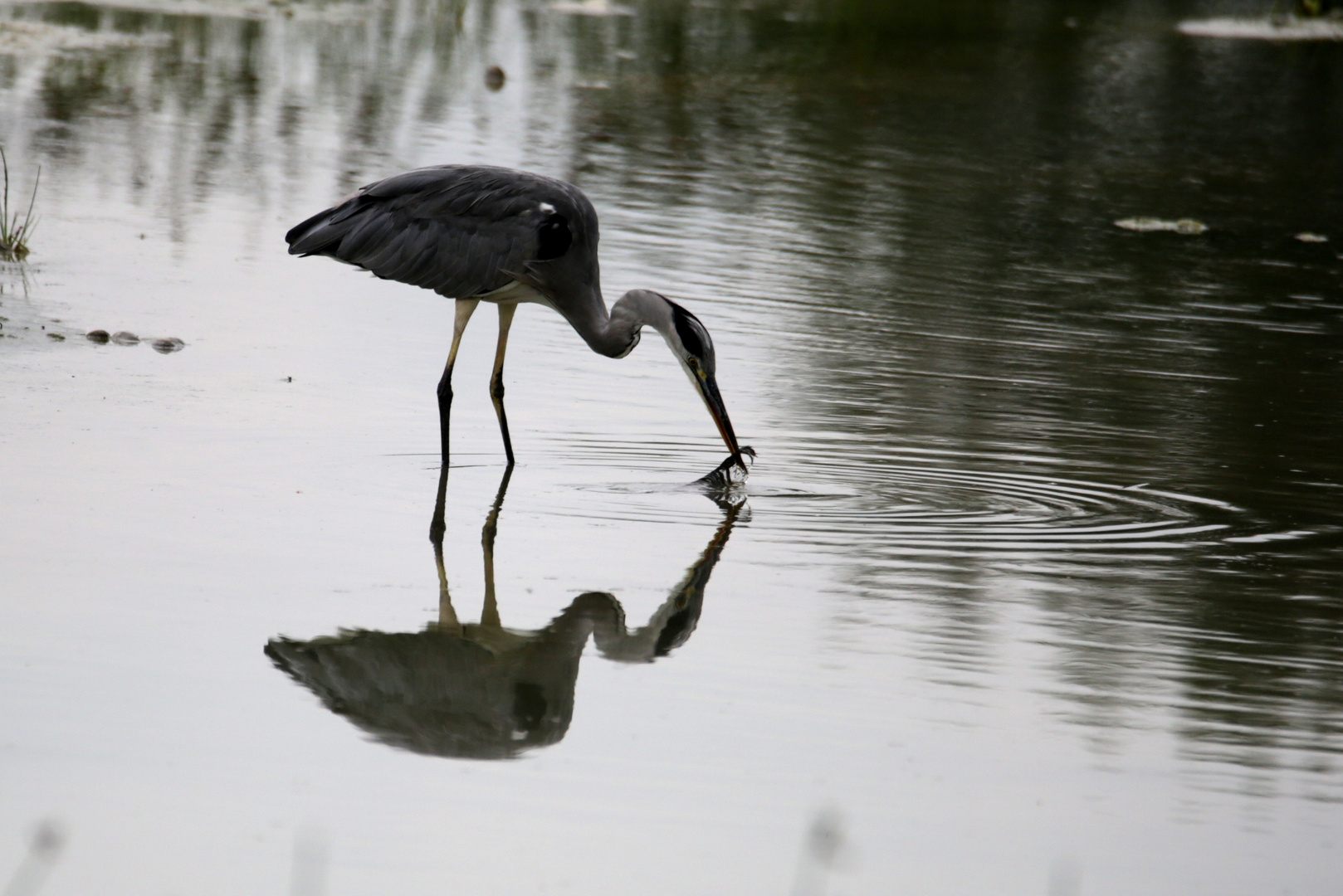 Graureiher Foto & Bild wasser, teich, natur Bilder auf
