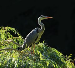 Vögel Wildlife