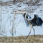 Graureiher, Catwalk