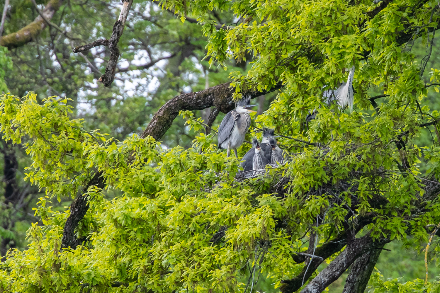 Graureiher das Nest die Kleinen werden größer