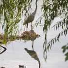 Graureiher, durch´s Geäst gestalkt :-)