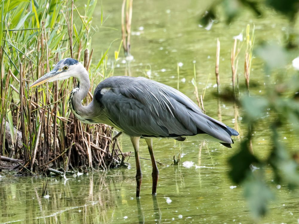 Graureiher Foto & Bild teich, natur, tiere Bilder auf