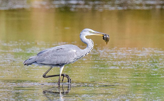 Graureiher fängt Quappe...