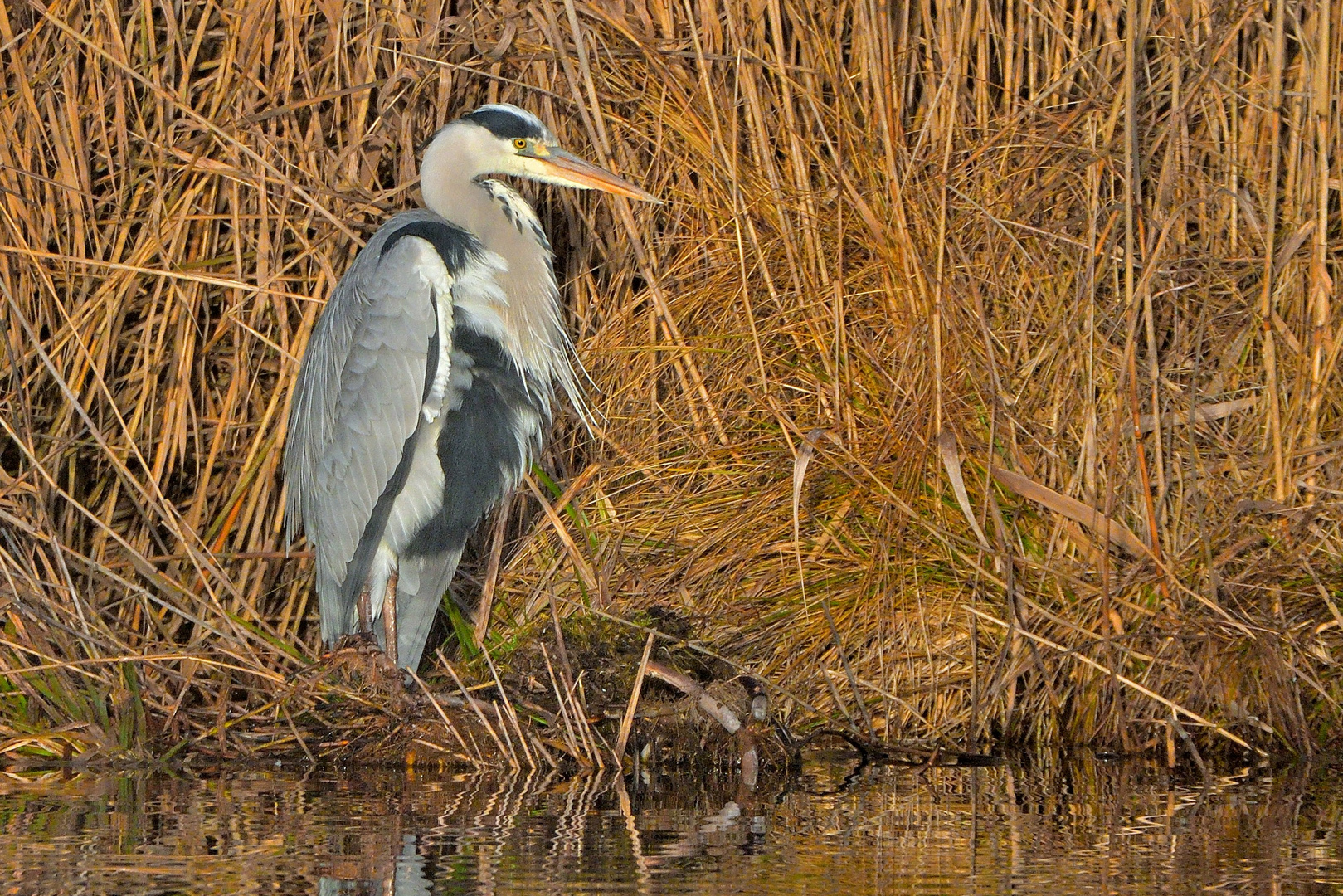 Graureiher Federsee 02.01.2023