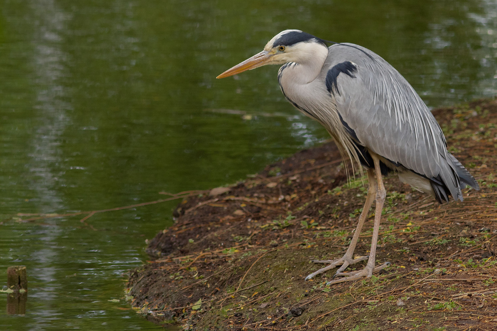 'Graureiher - Fischreiher (Ardea cinerea)'