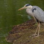 'Graureiher - Fischreiher (Ardea cinerea)'