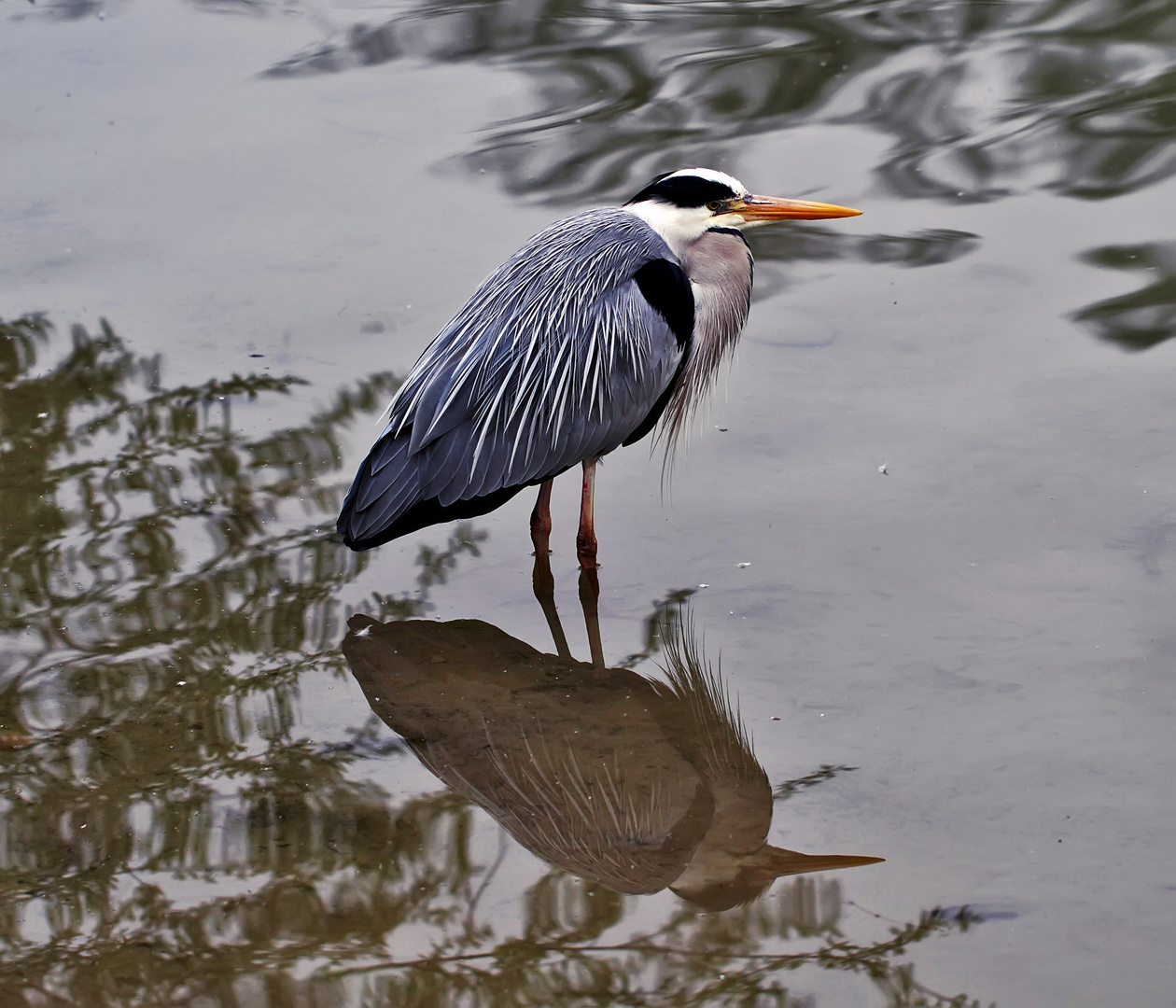 Graureiher, Fischreiher (Ardea cinerea) 