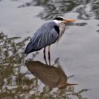 Graureiher, Fischreiher (Ardea cinerea) 