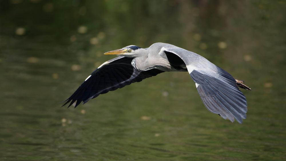 Graureiher / Fischreiher (Ardea cinerea)...