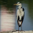 Graureiher - Fischreiher - Ardea cinerea