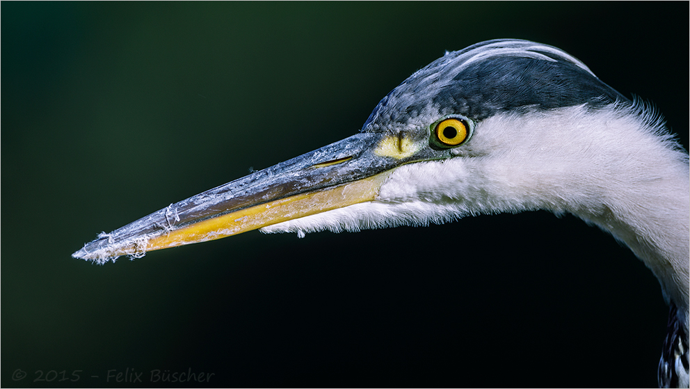 Graureiher (Fischreiher) auf der Jagd