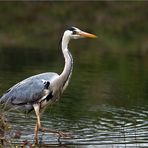 Graureiher (Fischreiher) bei der Jagd I.