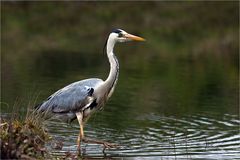 Graureiher (Fischreiher) bei der Jagd I.