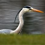 Graureiher (Fischreiher) bei der Jagd II.