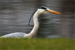 Graureiher (Fischreiher) bei der Jagd II.