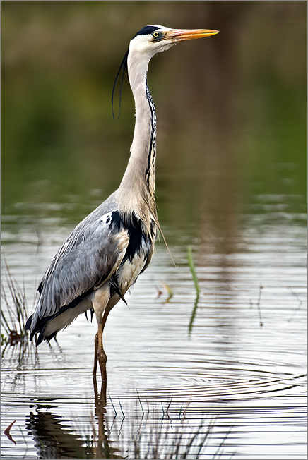 Graureiher (Fischreiher) bei der Jagd III.