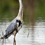 Graureiher (Fischreiher) bei der Jagd III.