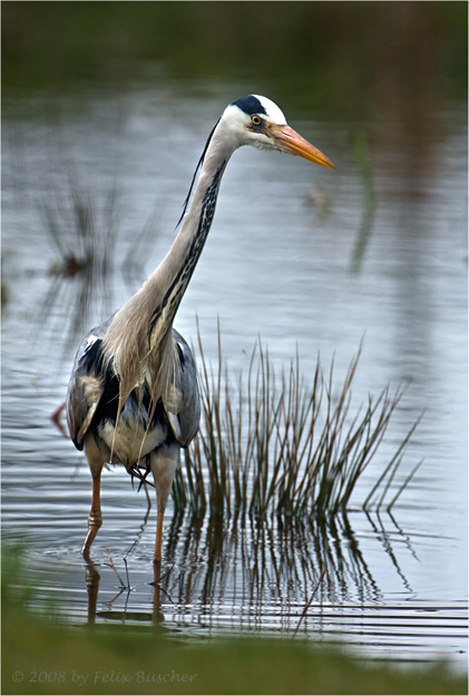 Graureiher (Fischreiher) bei der Jagd IV.