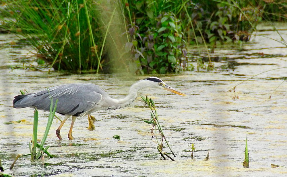 Graureiher fischt am Tibaum in der trüben Algensuppe.