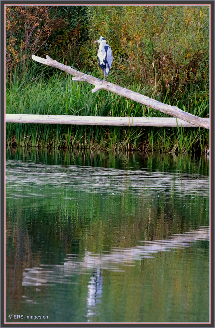 Graureiher FLACHSEE Reuss Rottenschwil 2021-10-18 822 ©