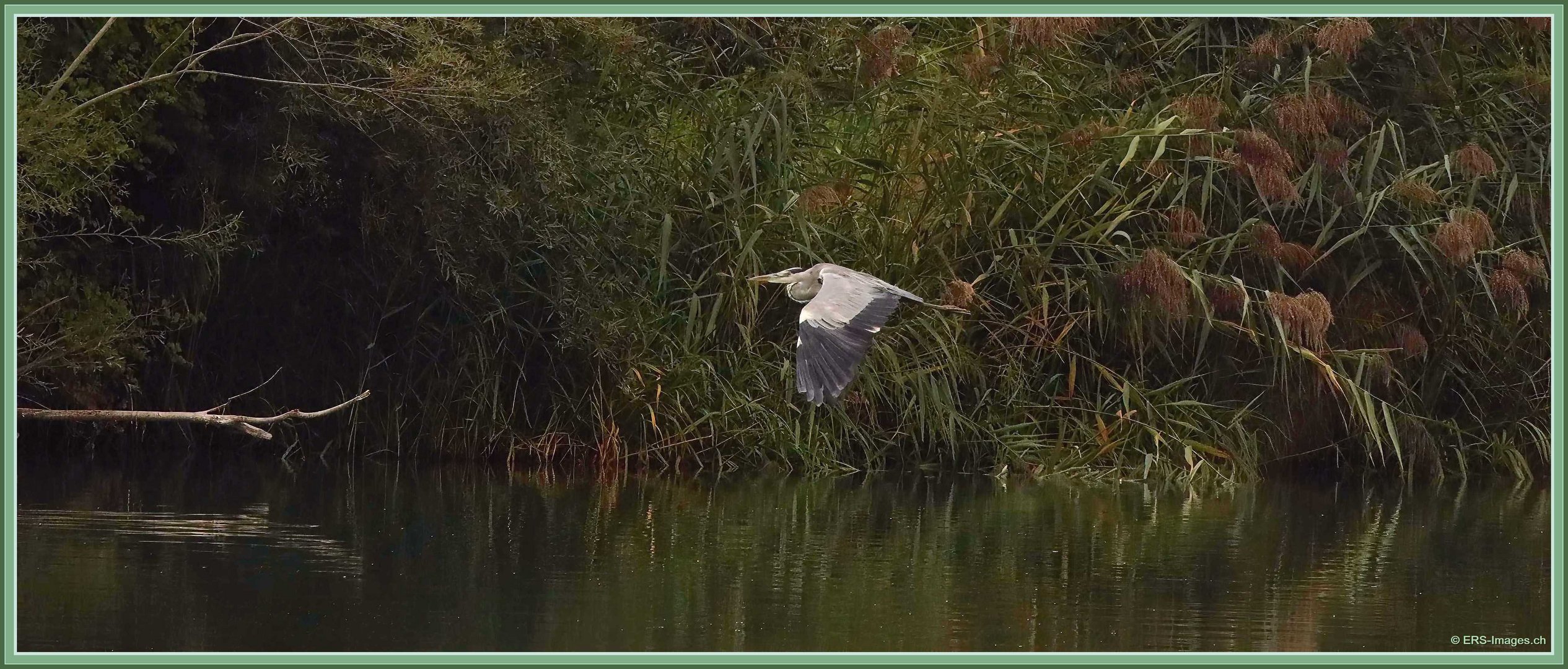 Graureiher, Flachsee, Rottenschwil 2023-09-14 605 (4)-V ©