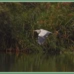 Graureiher, Flachsee, Rottenschwil 2023-09-14 605 (4)-V ©