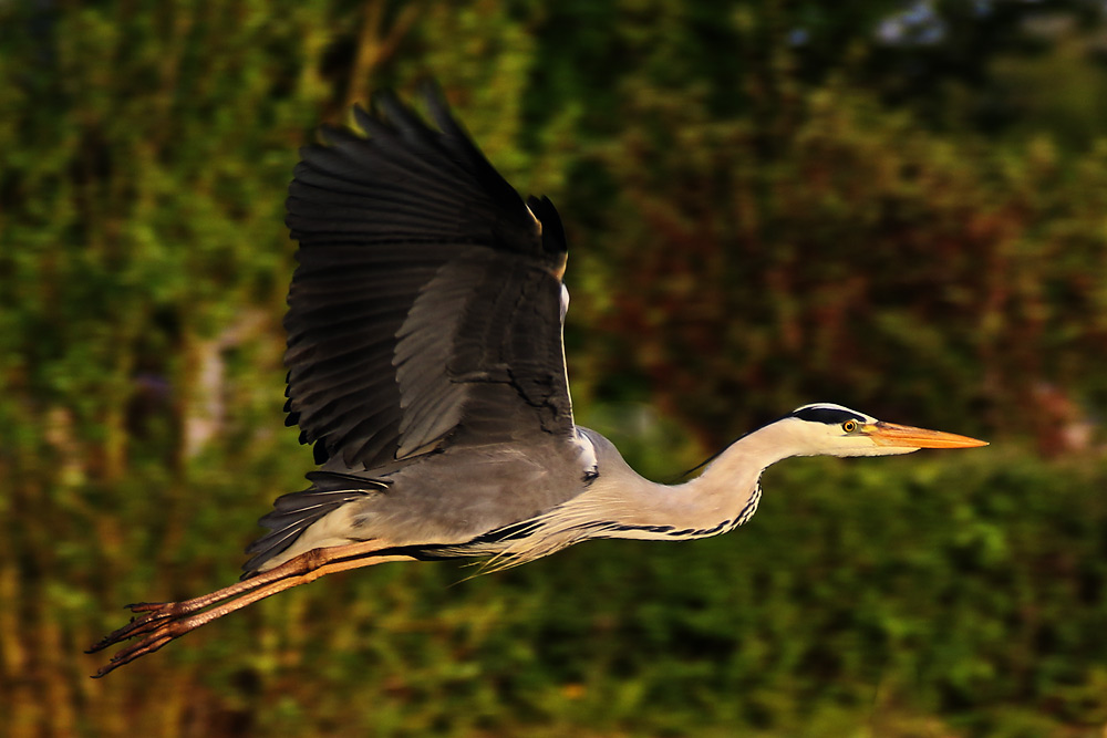 Graureiher fliegend im Abendlicht