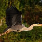 Graureiher fliegend im Abendlicht