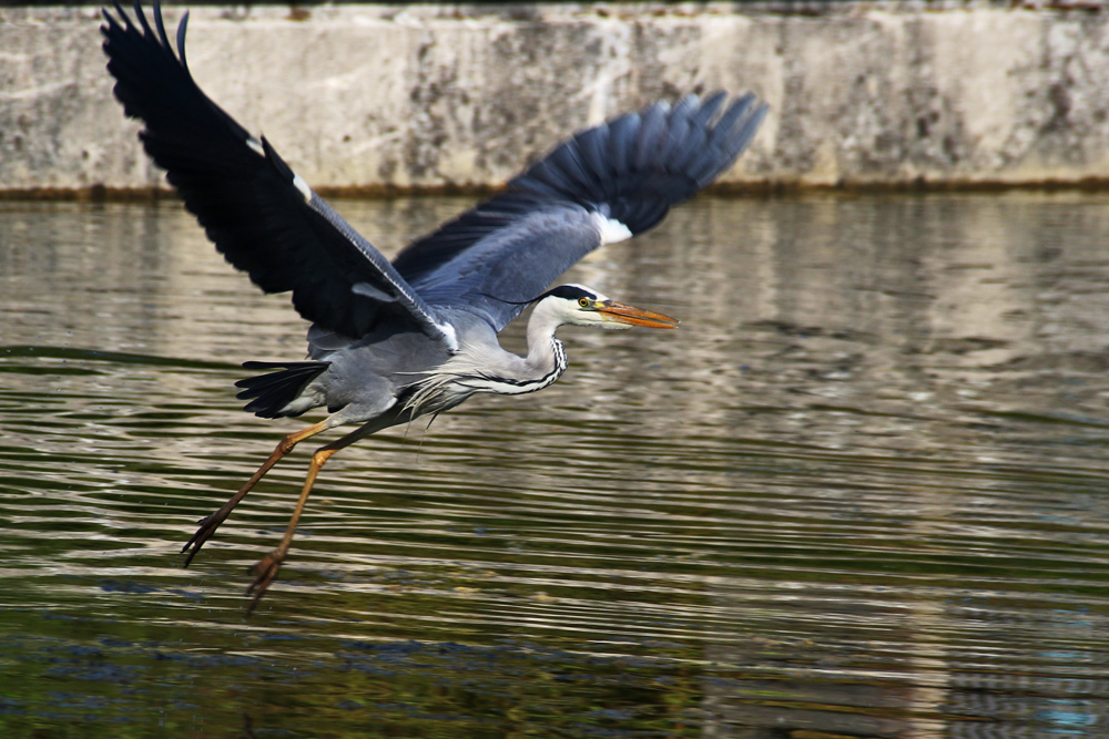 Graureiher fliegend über dem Wasser