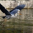 Graureiher fliegend über dem Wasser