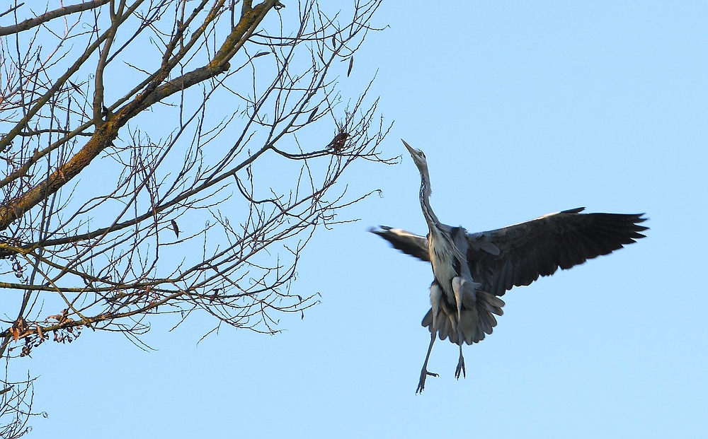 Graureiher fliegt Baum an