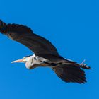 Graureiher fliegt zum nächsten Hausdach