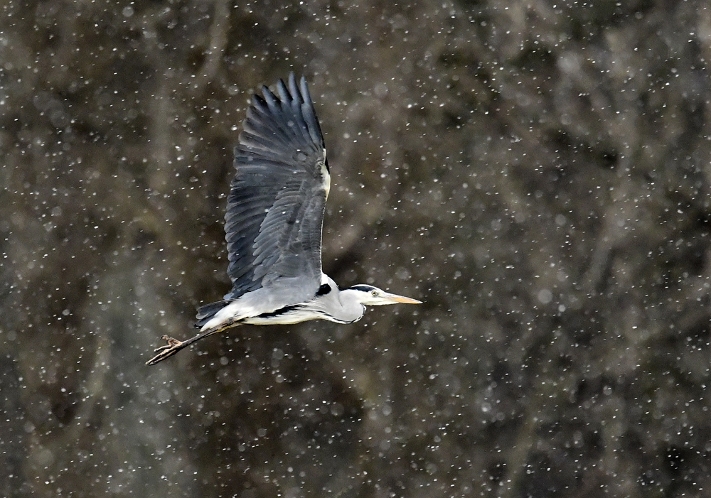 Graureiher Flug