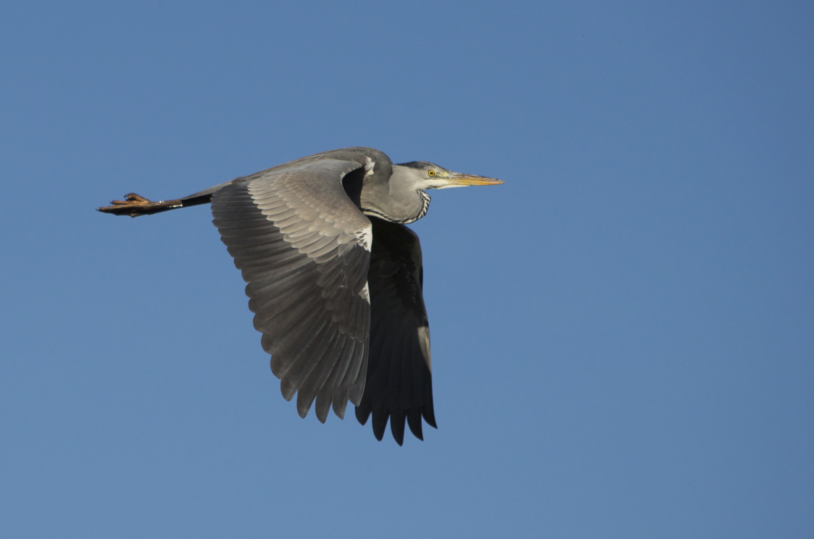 Graureiher Flug