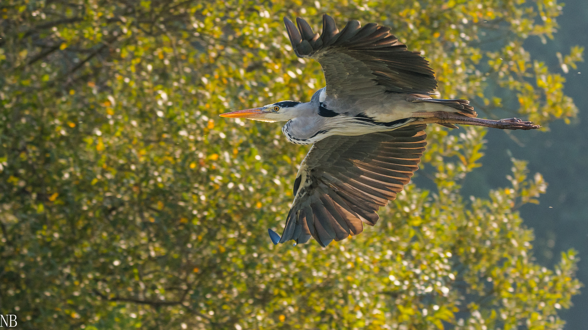 "Graureiher-Flug in den Herbst 2023"