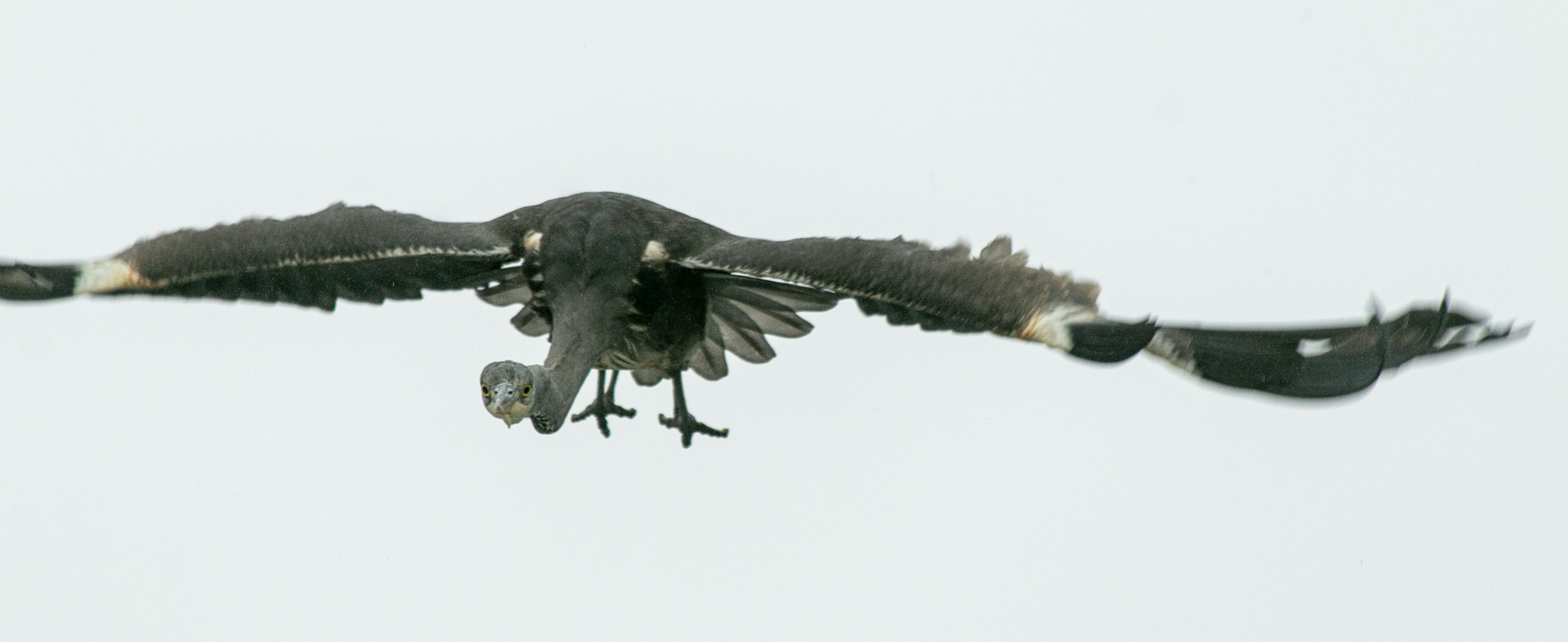 Graureiher -Flugsaurier oder ein Verwandter von ET?