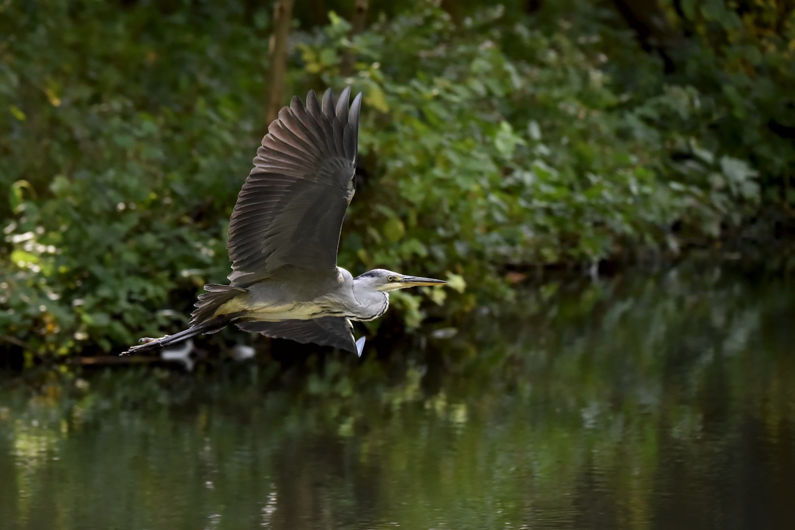 Graureiher Flugstudie #5