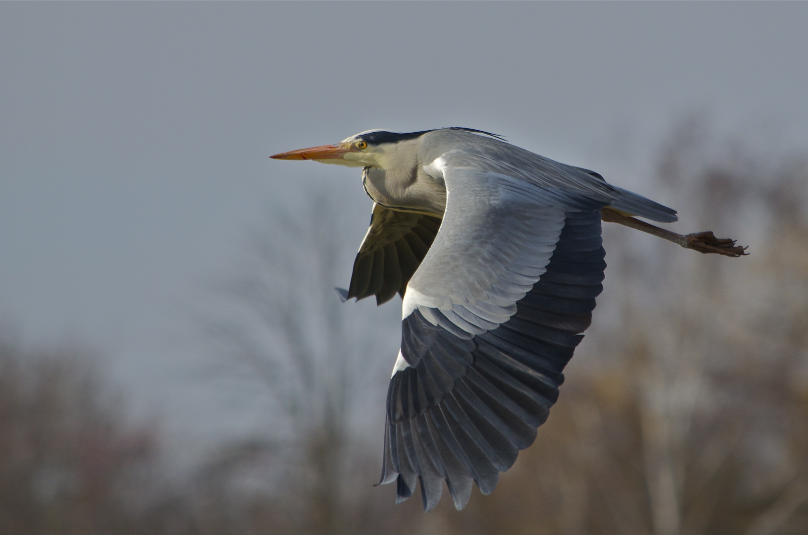 Graureiher Flugstudie