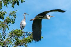 Graureiher Flugstunde