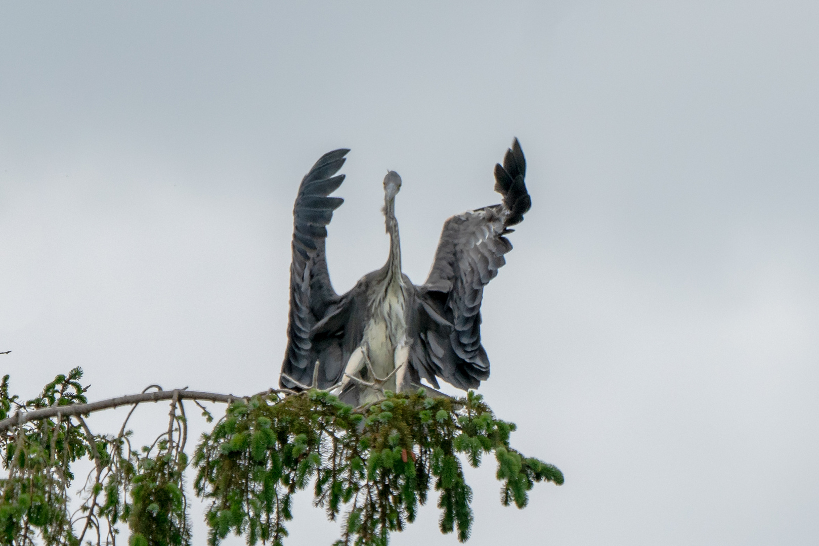 Graureiher Flugversuch mit Strömungsabriss