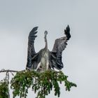 Graureiher Flugversuch mit Strömungsabriss