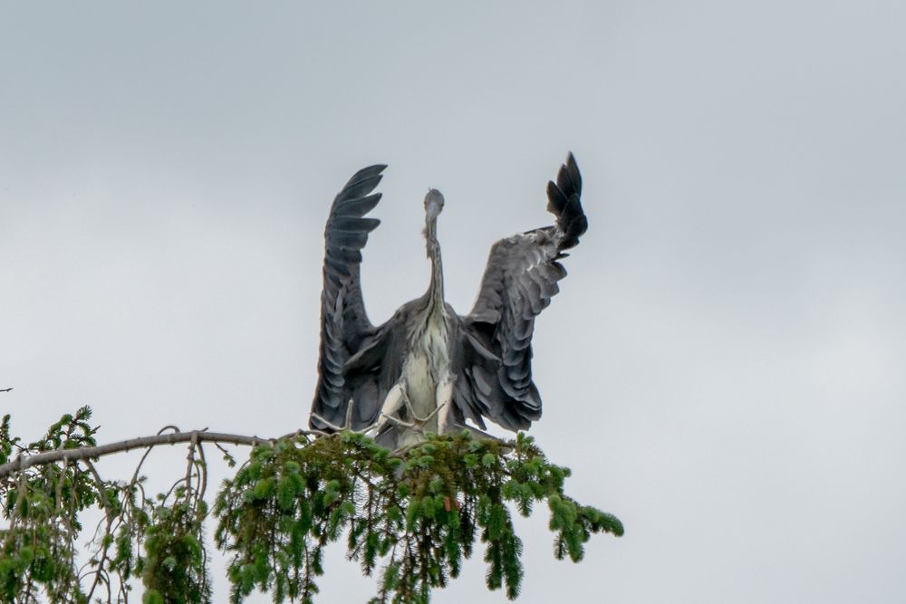 Graureiher Flugversuch mit Strömungsabriss