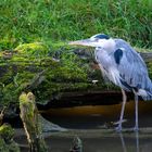 Graureiher - gesehen im Zoo Salzburg Hellbrunn