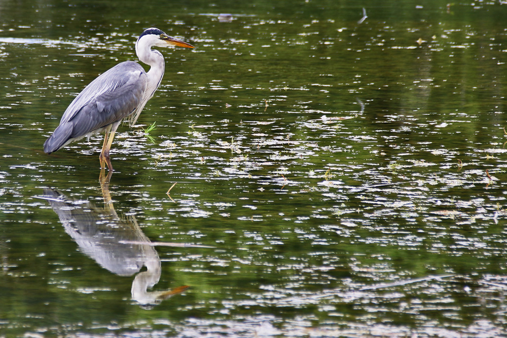 Graureiher gespiegelt im Weiher