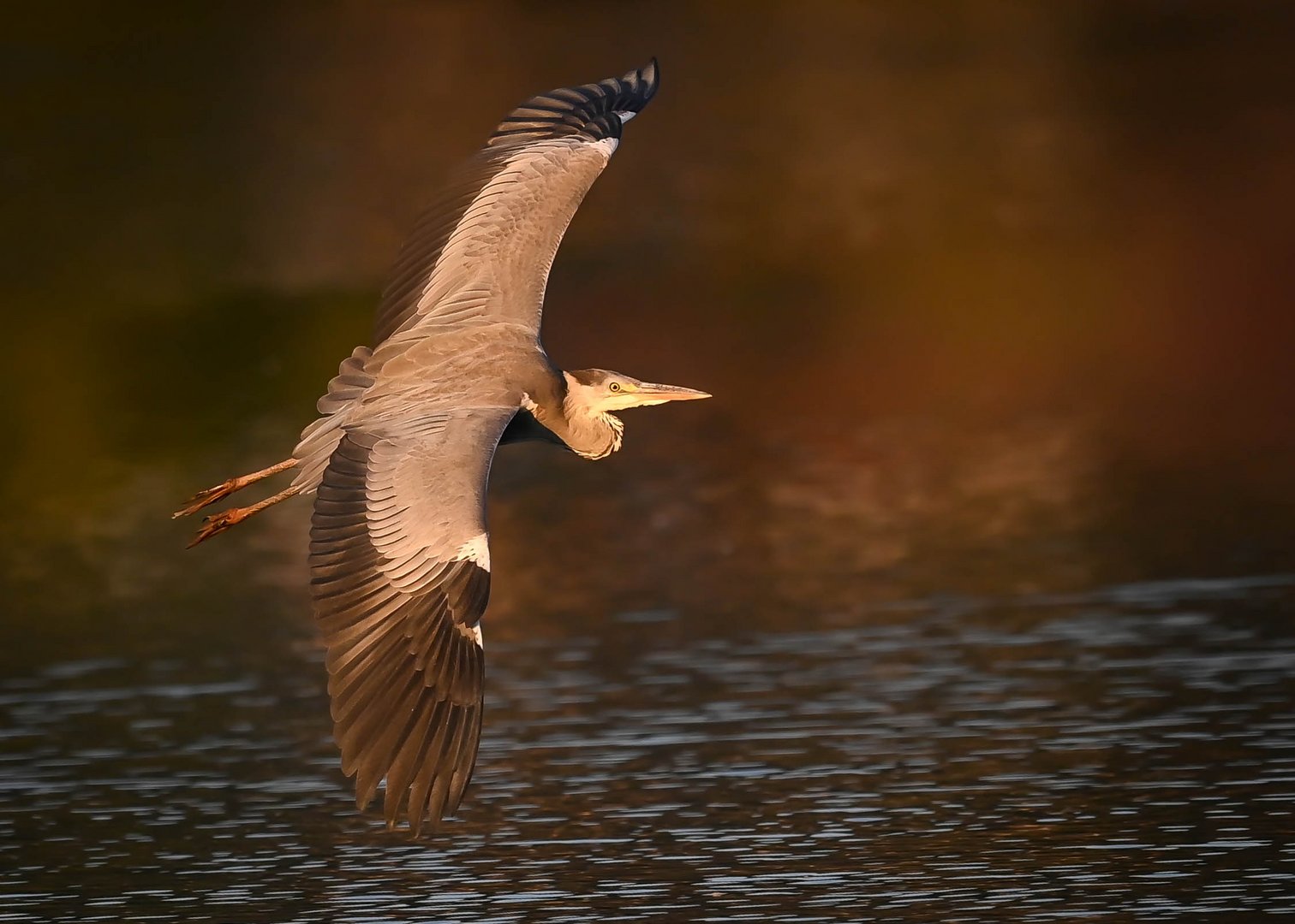 Graureiher Gleitflug 