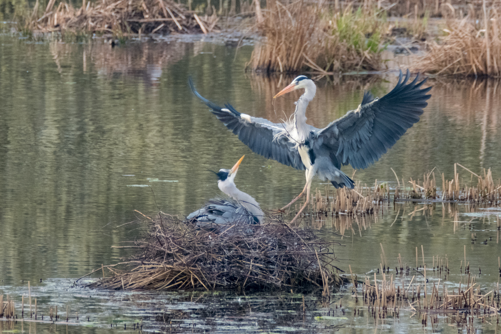 Graureiher - Gray Heron