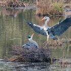 Graureiher - Gray Heron