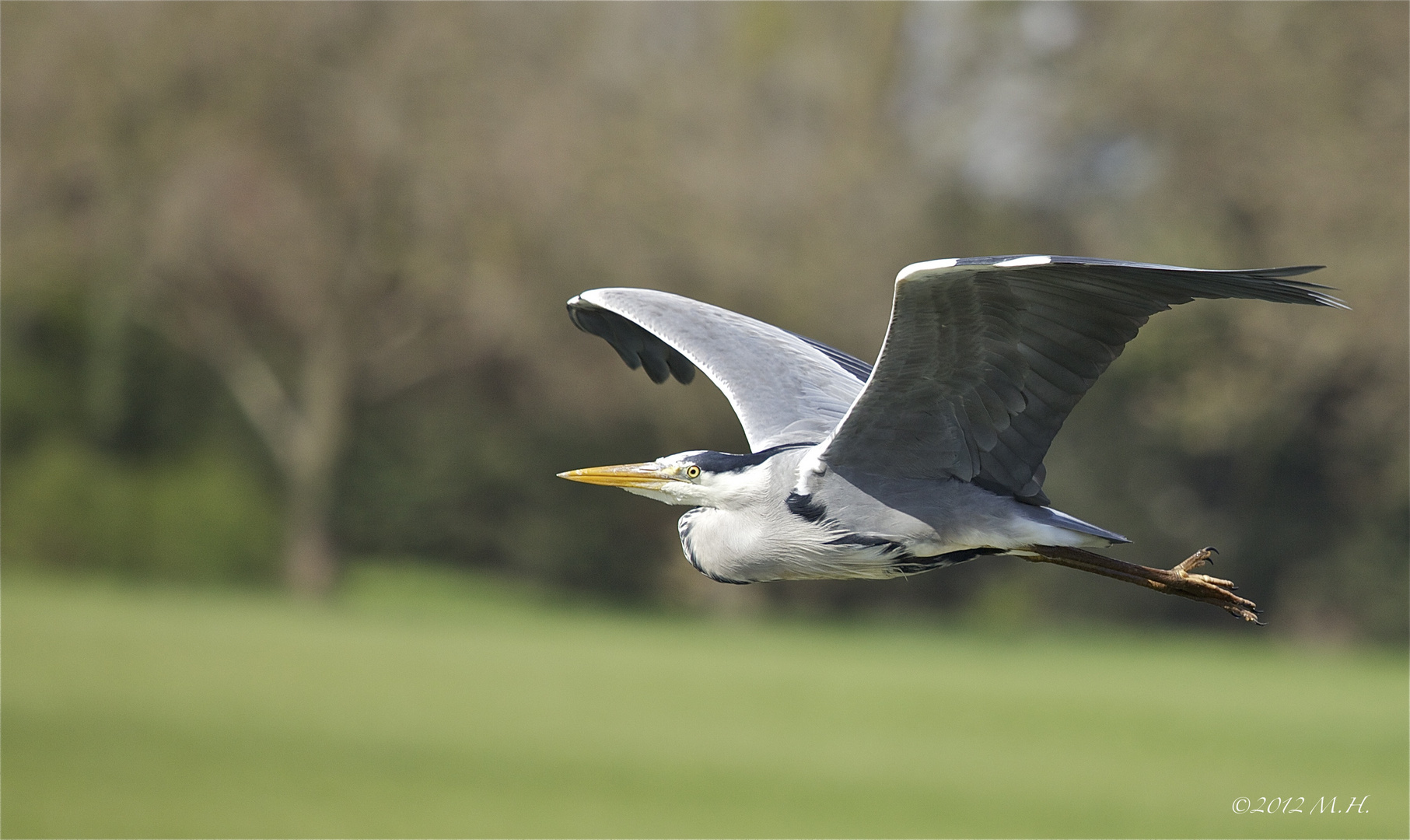 Graureiher (Grey heron)