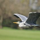 Graureiher (Grey heron)