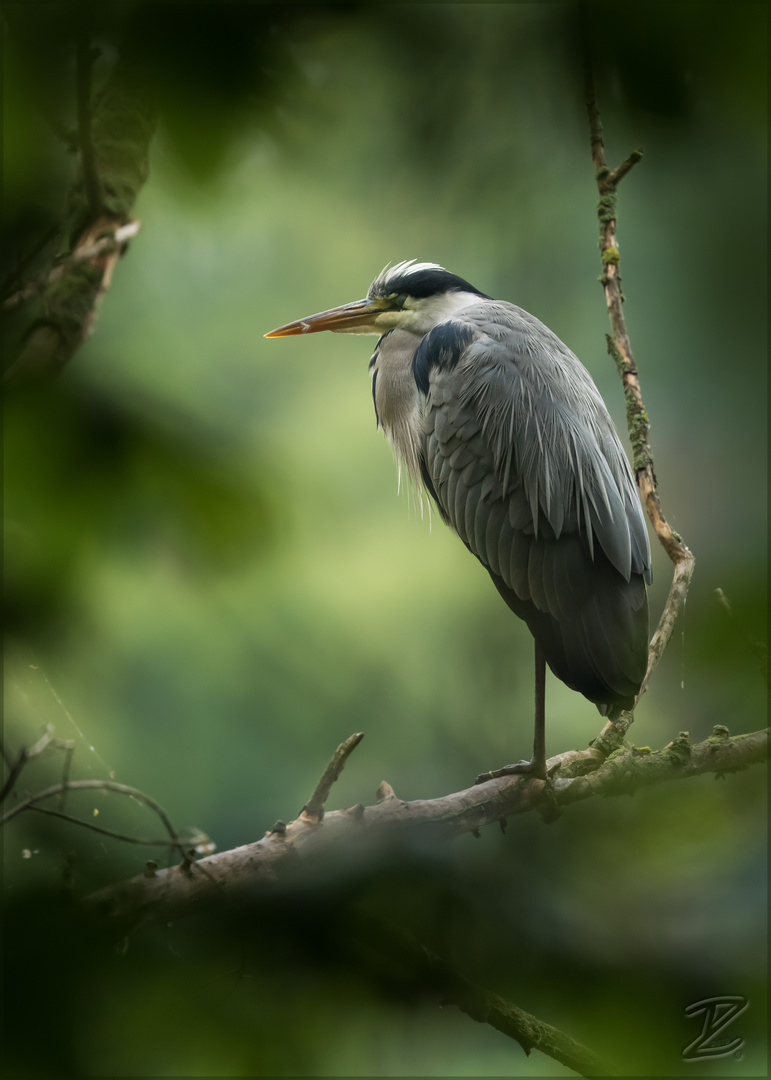 Graureiher (Grey heron)